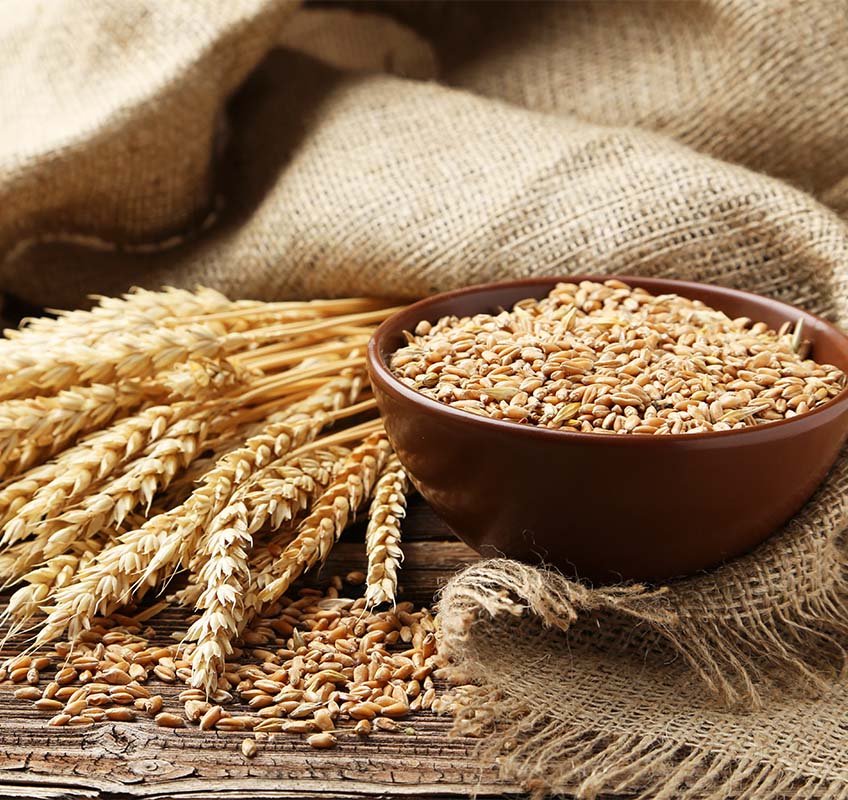 BENEO向制定植物基宠物食品产品配方的制造商提供由大米、小麦和蚕豆制成的植物蛋白质